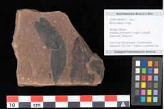 Foto (Objekt + Etikett) von Myrica lignitum Unger (NHMW-GEO-2024-0188-0673)